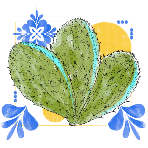 Nopal