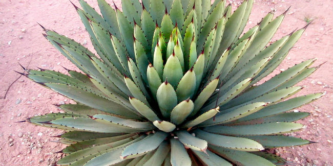 En el mundo existen 200 especies de agave, la mitad de ellas en México. // Foto: Especial.