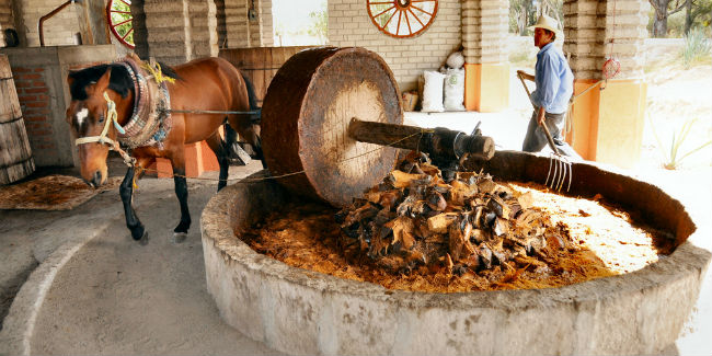 El proceso de elaboración del mezcal no involucra máquinas. // Foto: Especial.