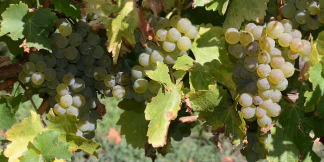 sauvignon