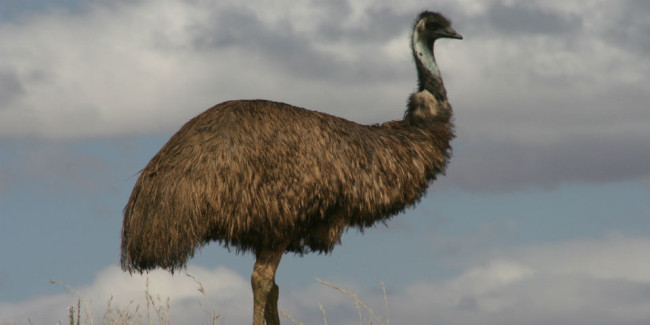 El emú es una ave no-voladora originaria de Australia y está emparentada con el kiwi, el casuario y la avestruz. // Foto: Especial.