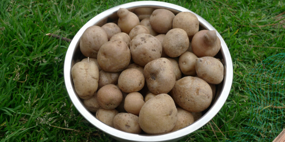 guardar frutas verduras