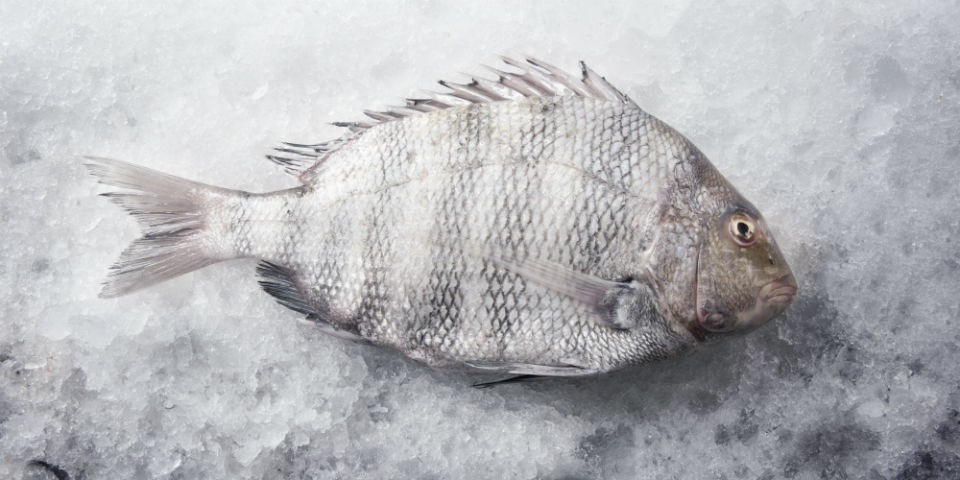 recetas con pescados de temporada