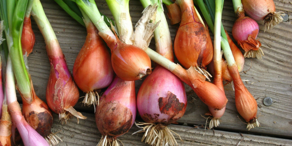 guardar frutas verduras