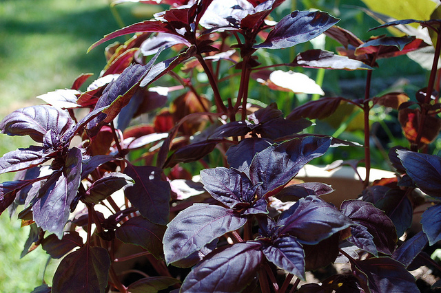 La morada es muy similar a la genovesa salvo por el color. // Foto: Jessica A. Thucker (Creative Commons).