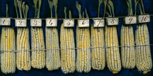 día nacional del maíz