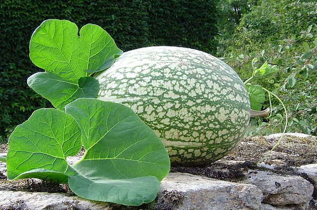 El chilacayote pertenece a la familia de las Cucurbitáceas al igual que el pepino, la calabaza, el chayote y la sandía. // Foto: Hans B. (Wiki Commons).