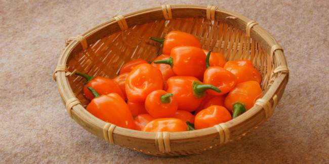 habanero