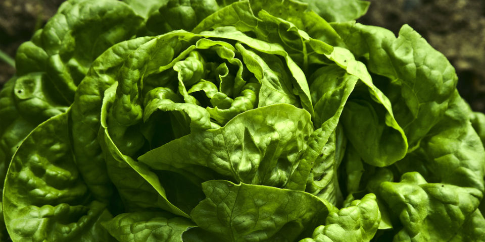 guardar frutas verduras