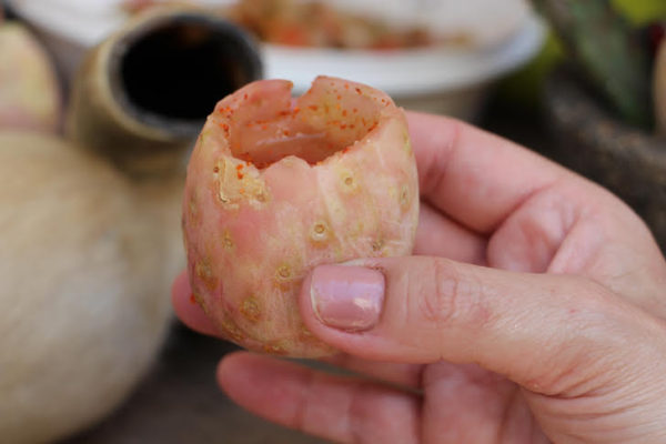 coporitos