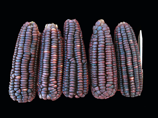 bolita