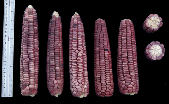 elotesOccidentales