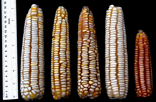 tabloncillo