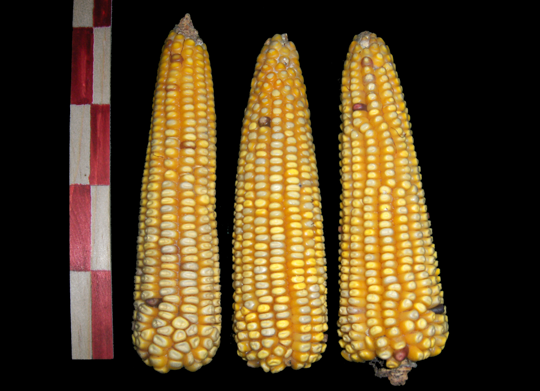 zamoranoAmarillo