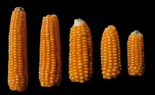 SerranoMixe
