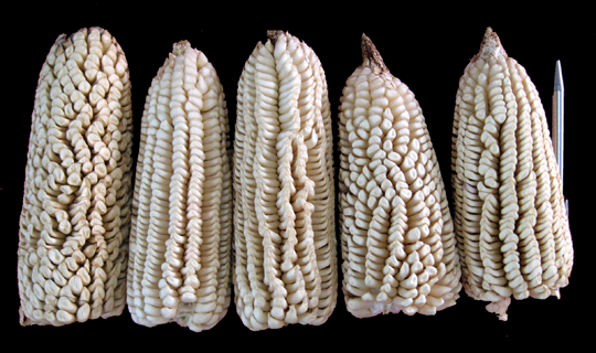 pepitilla