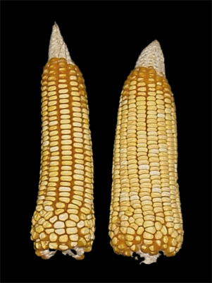 tehua