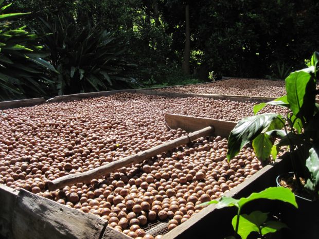 Macadamias.