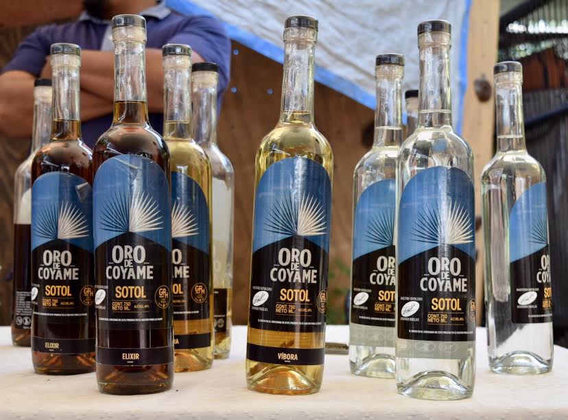 Las tres variedades de sotol presentadas por Oro de Coyame en el Primer Encuentro Nacional de Maestras y Maestros del Mezcal en la CDMX.