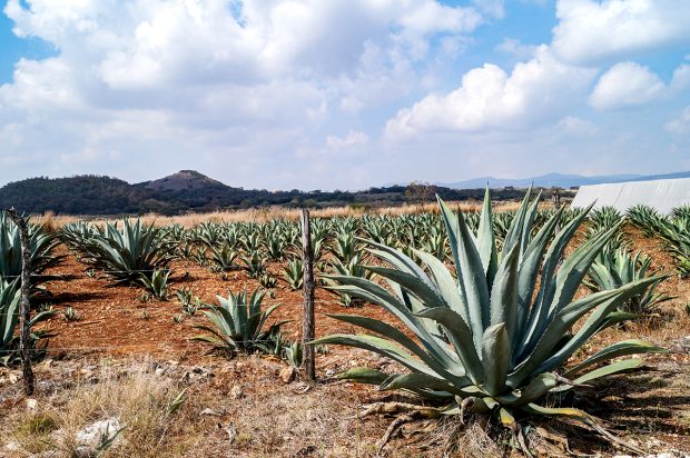 Los campos de maguey comiteco, una especie de americana agave, en Comiteco Balún Canán S. de R. L. de C. V. en Cash, Comitán de Domínguez. Aquí, la compañía produce comiteco mientras que encabeza un programa de investigación y desarrollo de las plantas de maguey comiteco. Foto: Marissa Revilla, GPJ.