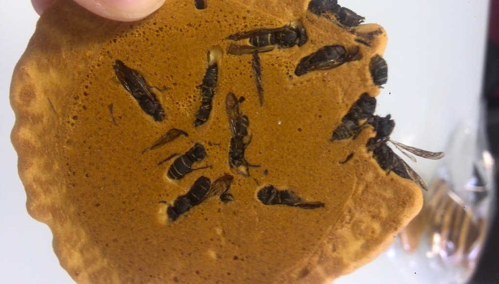 Galleta con avispas