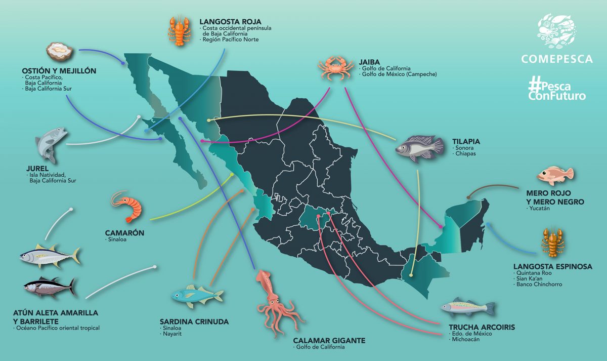11 PESCADOS Y MARISCOS CON CERTIFICACIÓN SUSTENTABLE EN MÉXICO –  #PescaConFuturo