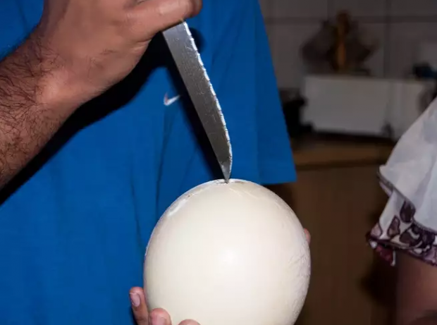Huevos de avestruz como cura en Sudáfrica