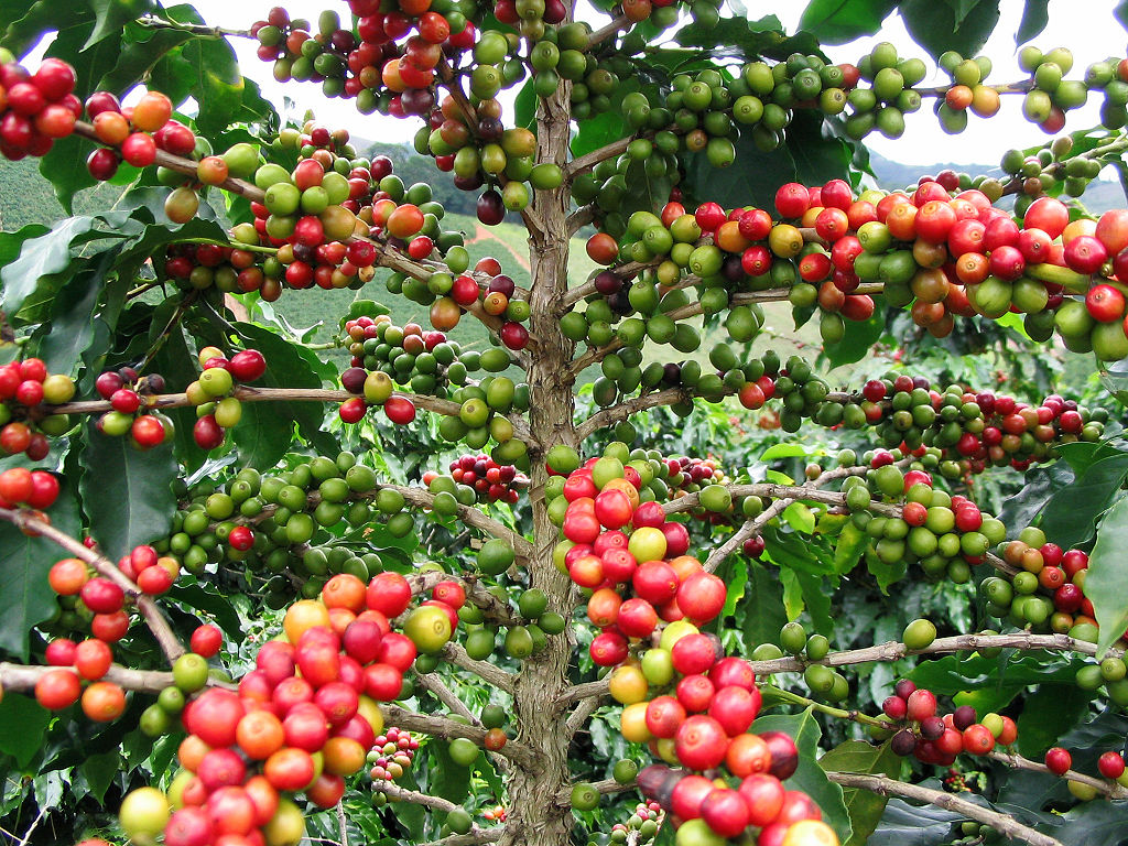 café