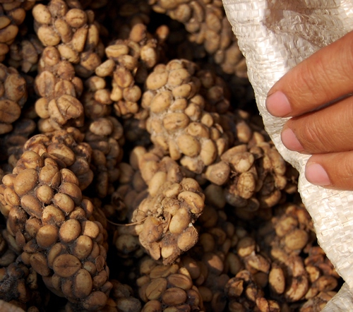 kopi luwak