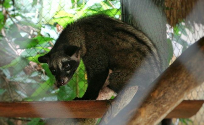 kopi luwak