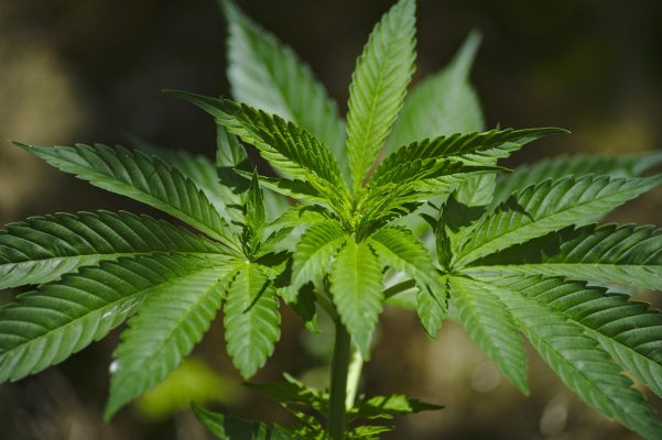 marihuana