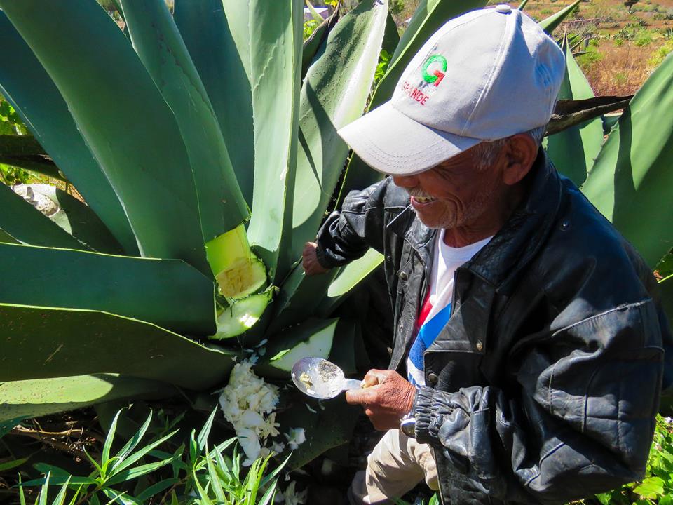 rutopía