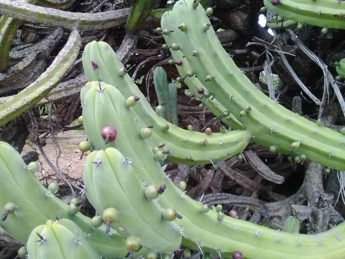 tunas variedades