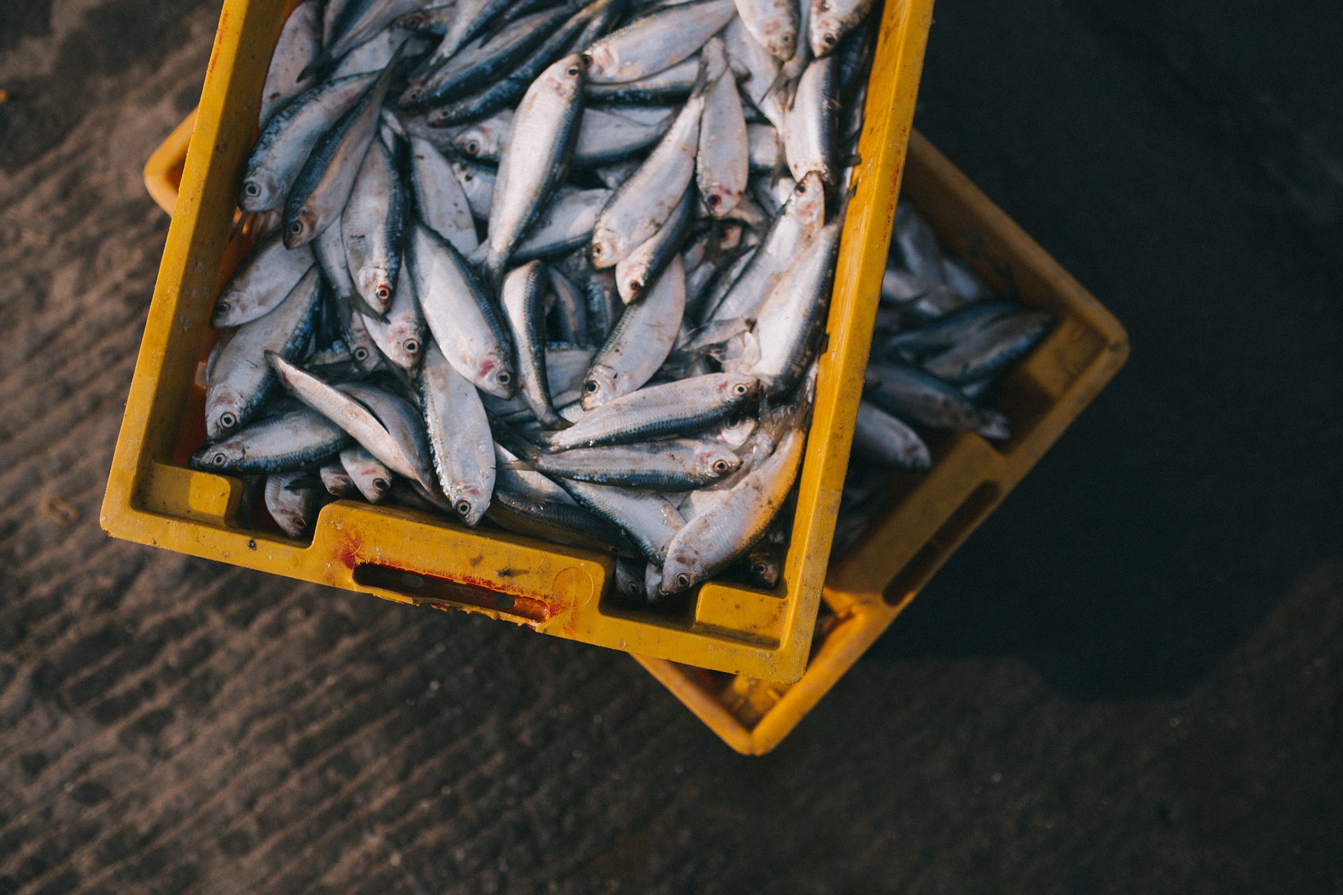 pescados y mariscos