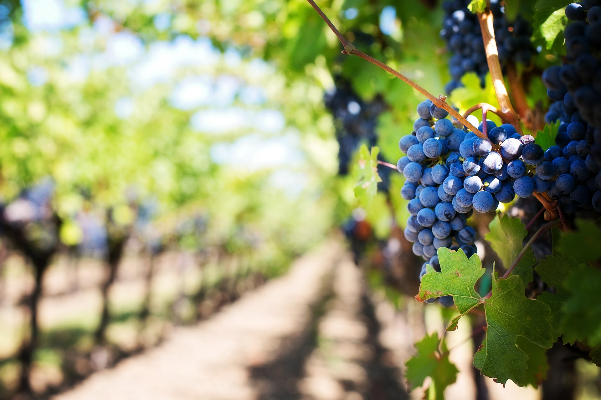 vino de Sonora