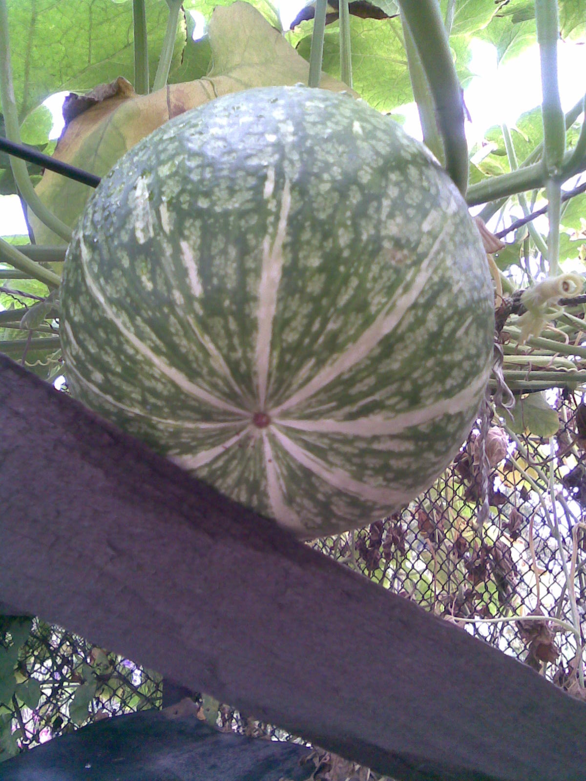 calabaza