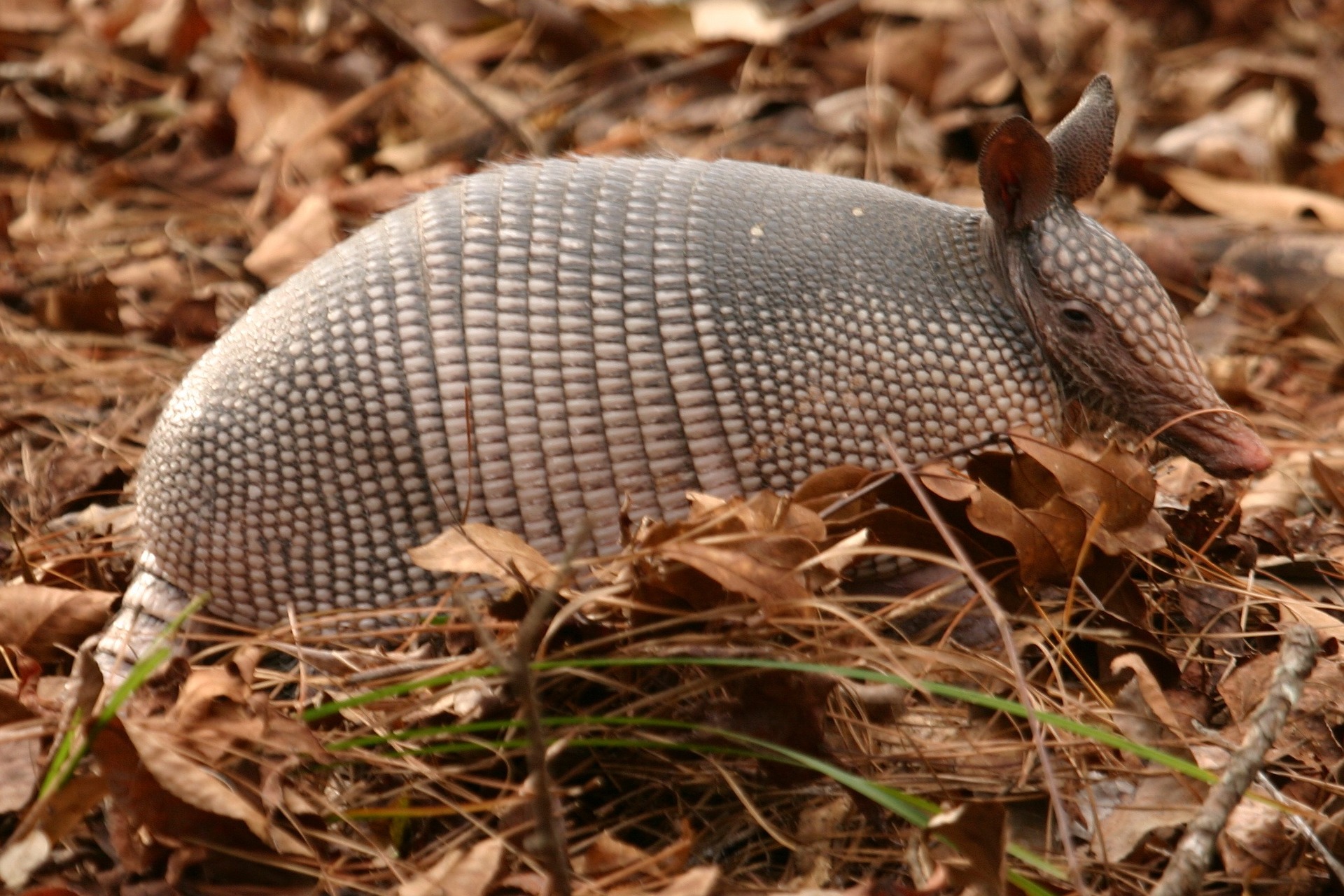 animales raros