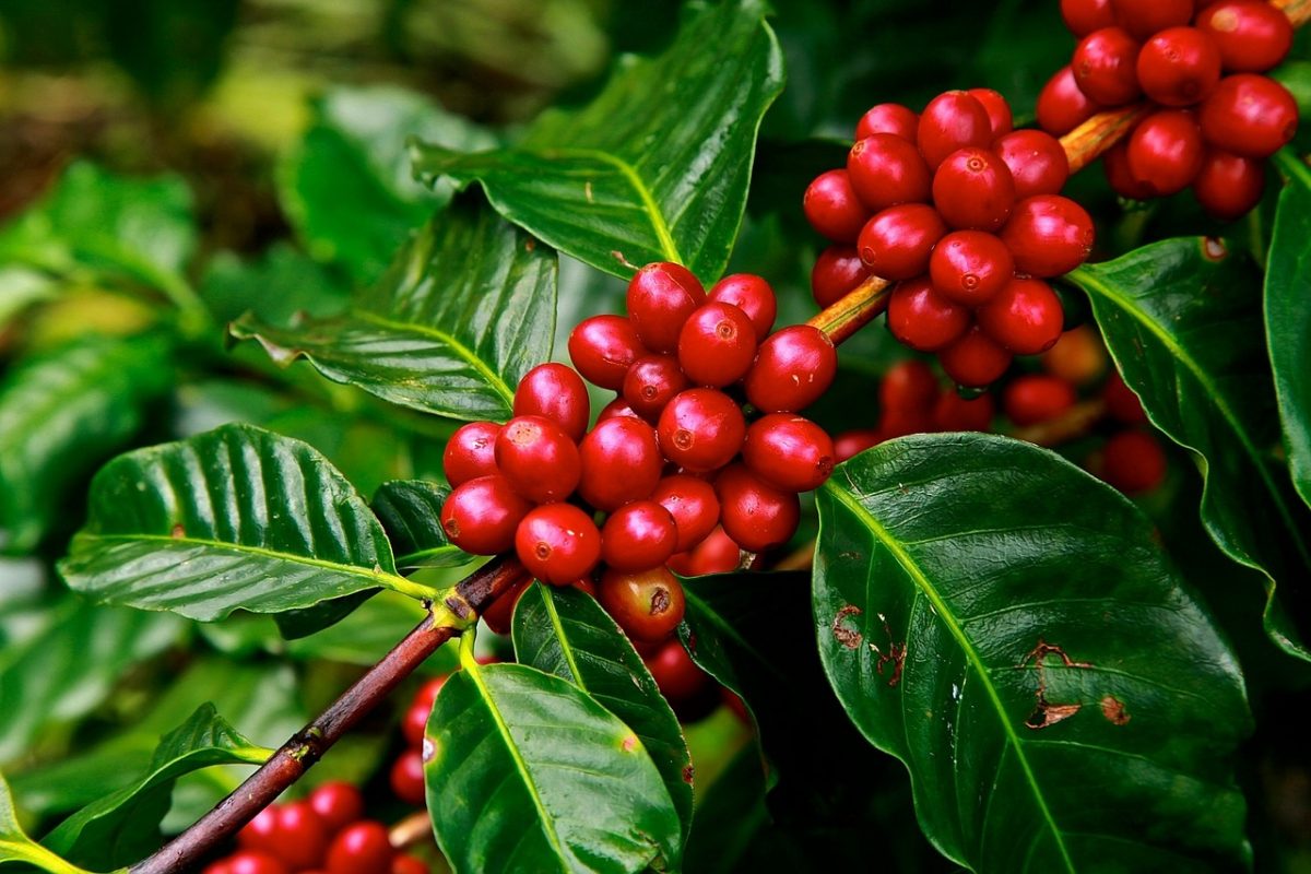 Café de Colima