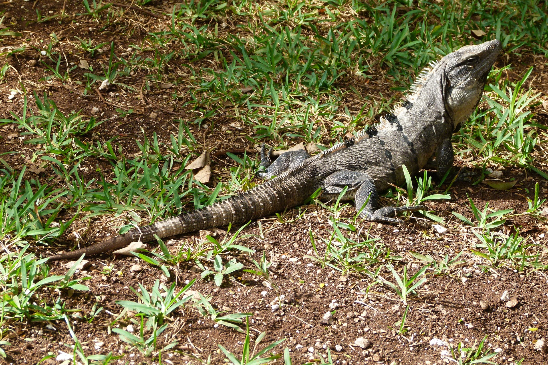 animales raros