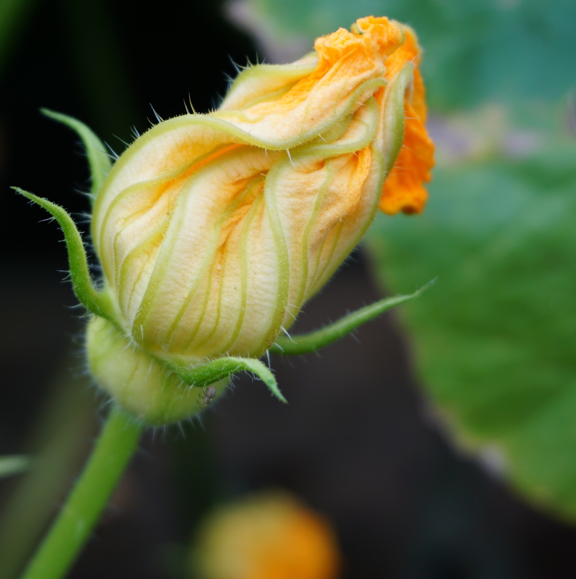 calabaza