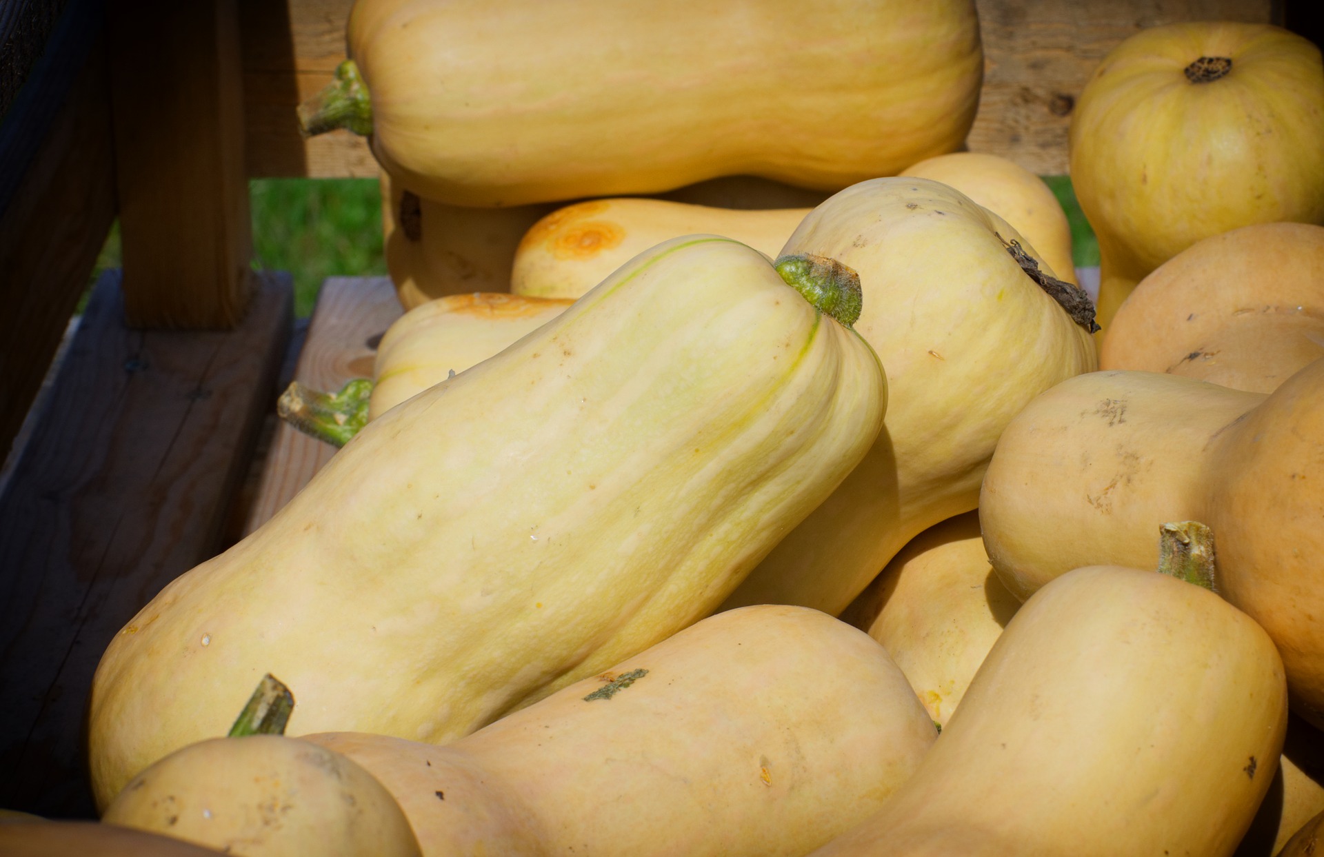 calabaza