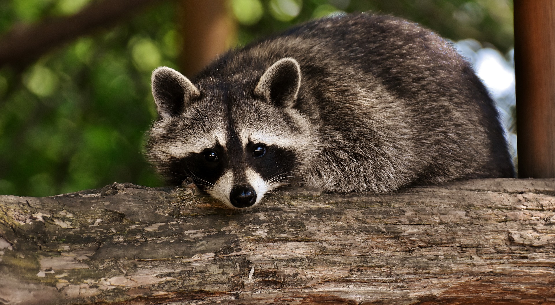 animales raros