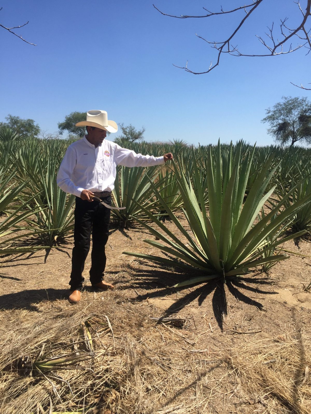 tuxca, mezcal jalisciense