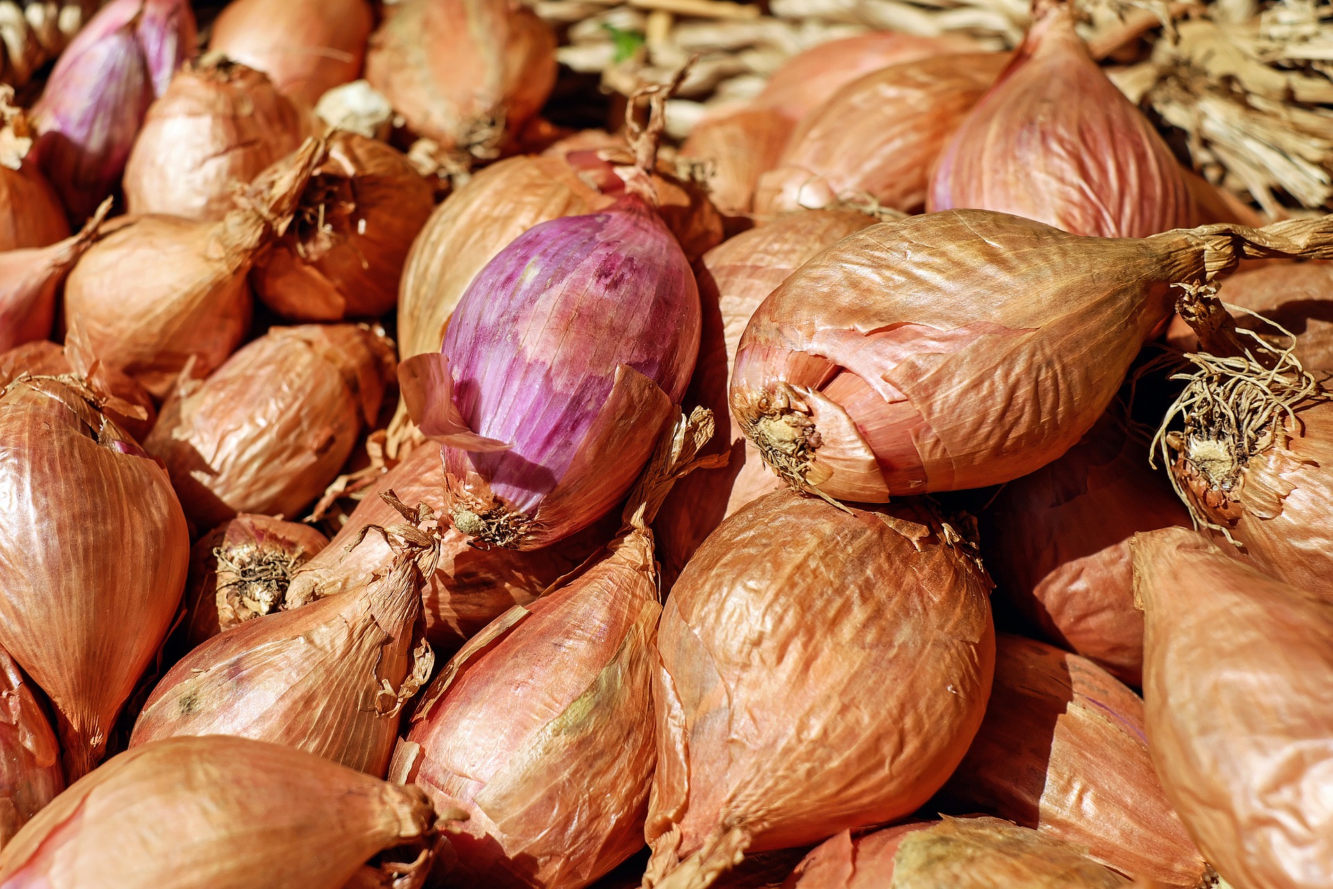 cebolla