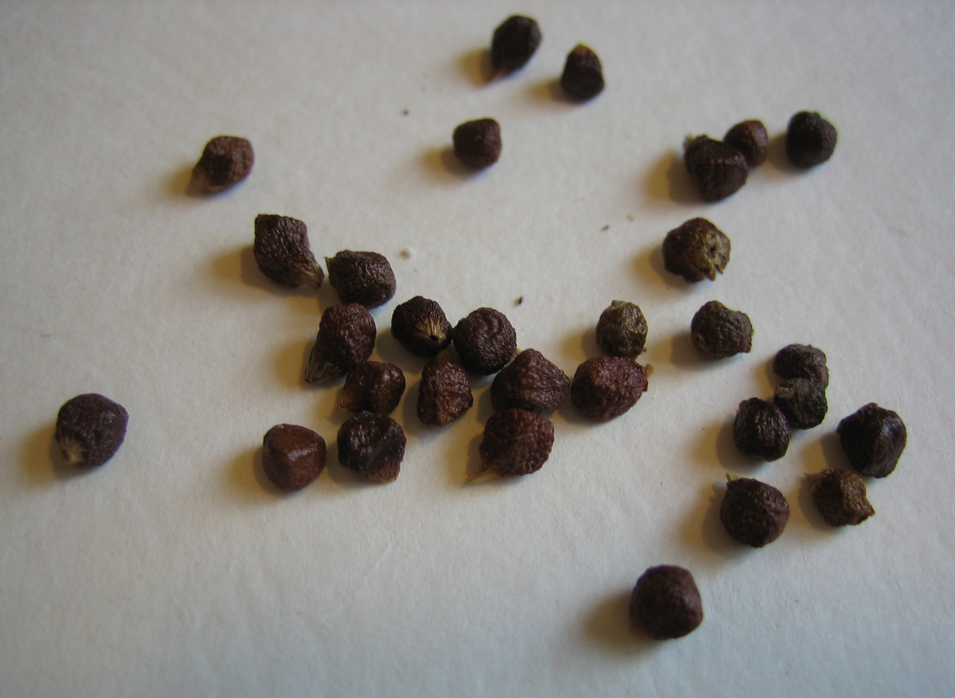 Pimienta de Etiopia