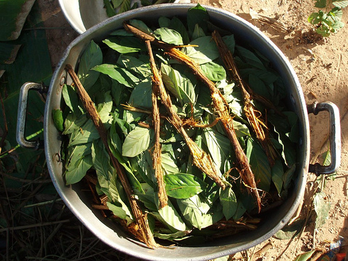 Olla de ayahuasca.