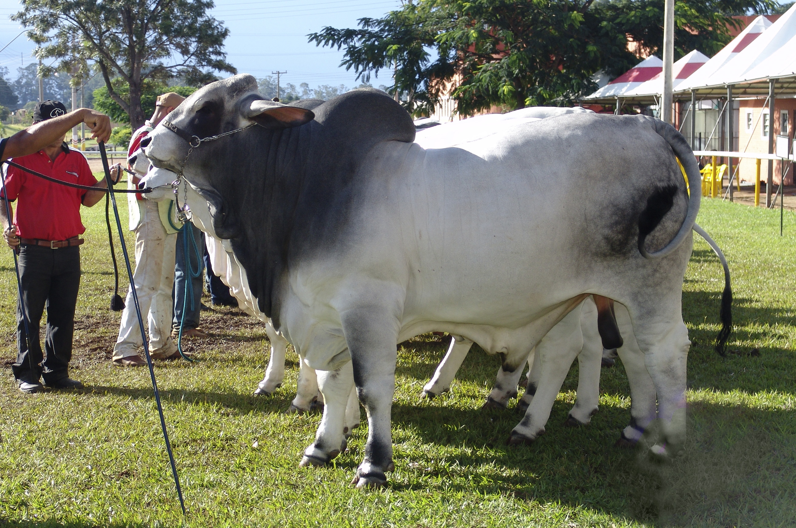 Carnita asada