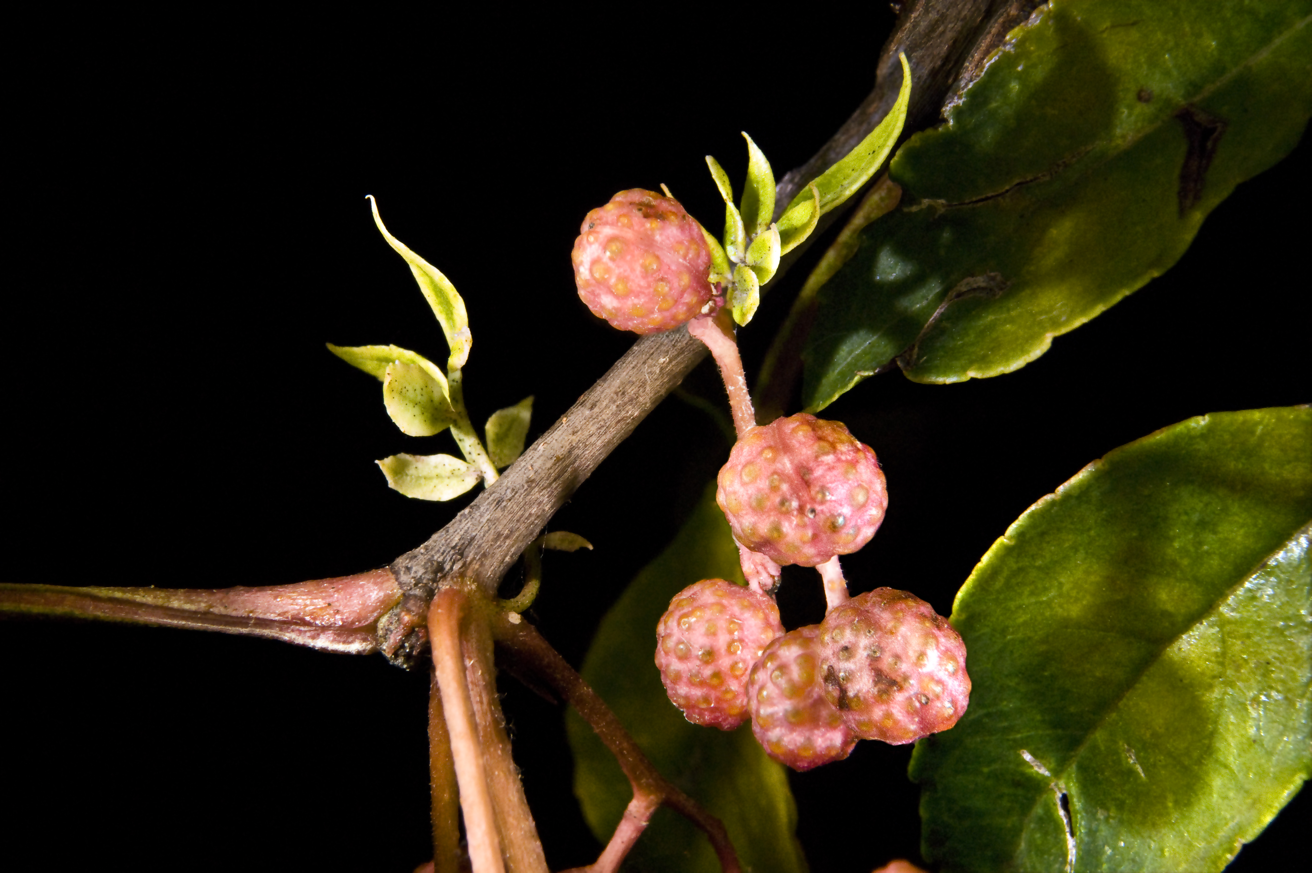 Pimienta sichuán