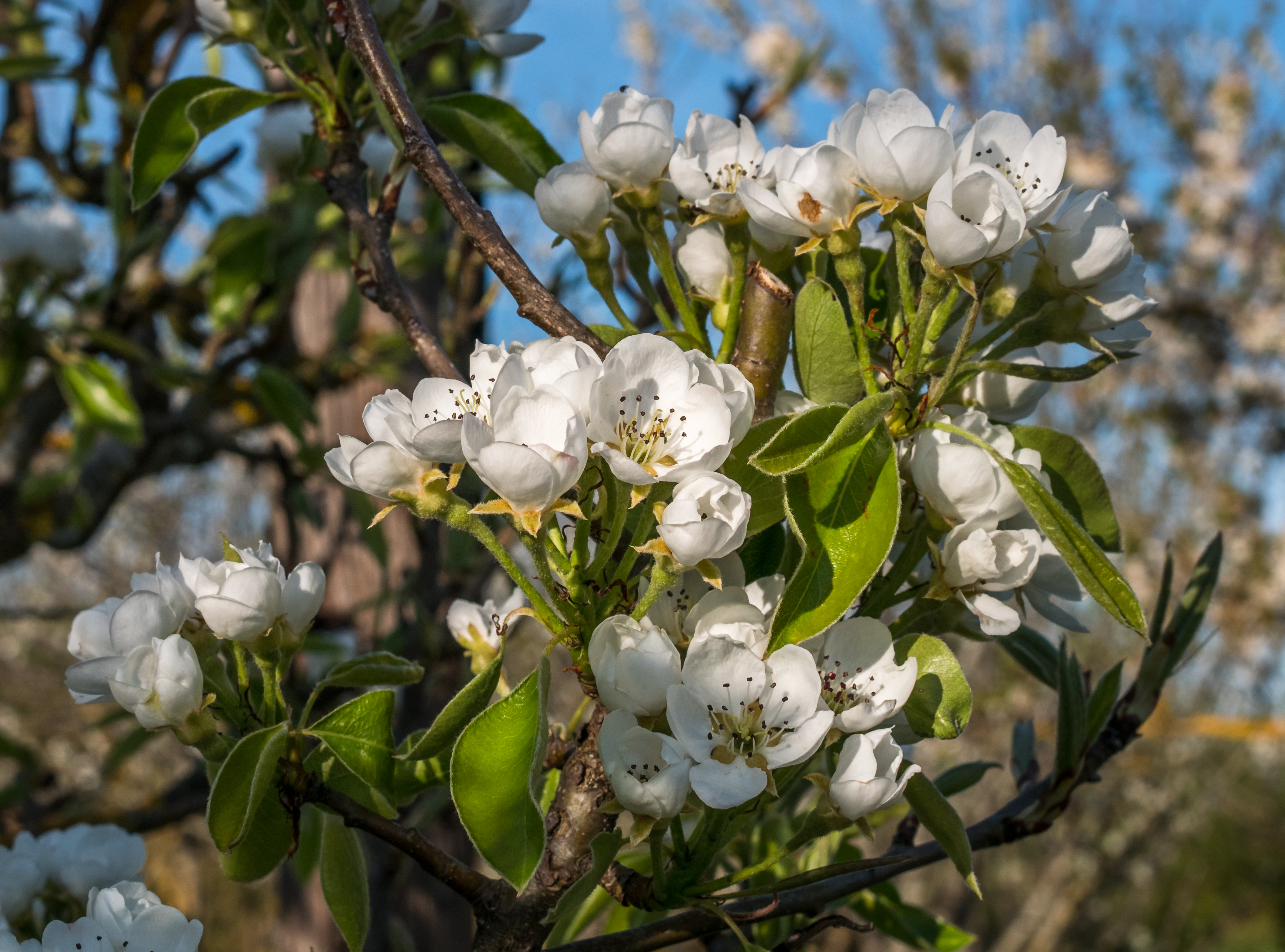 Flores y hojas del peral el árbol de la pera