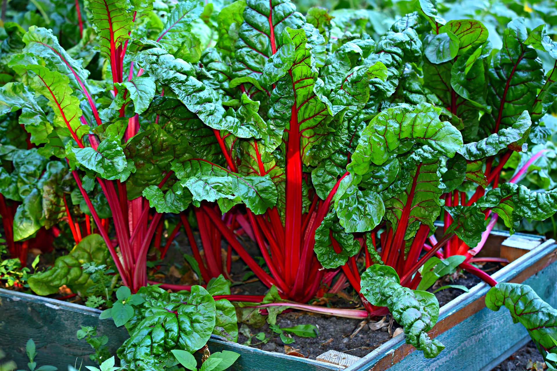 Acelgas con tallo rojo
